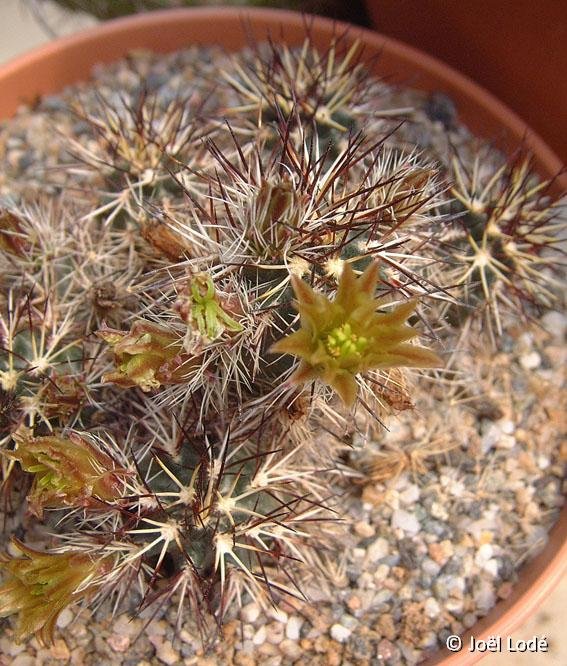 Echinocereus viridiflorus ssp. davisii JLcoll.4847